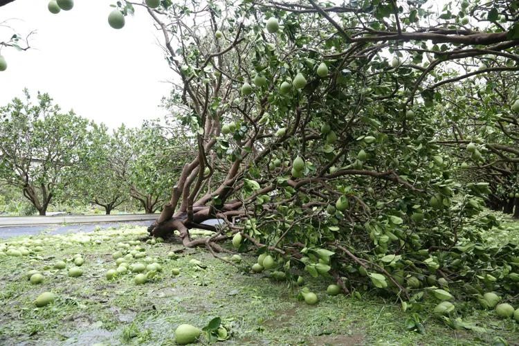 台南下營、麻豆文旦園損失慘重。翻攝畫面