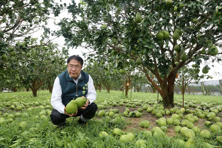 黃偉哲與農業局長李芳林、下營區長李宗翰、麻豆區長楊政舉等人勘查柚園受災損。翻攝畫面