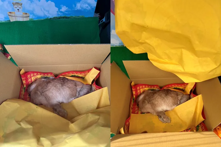 女子連養的寵物兔都沒帶走，活活餓死房內，依動保法將遭到重罰。民眾提供