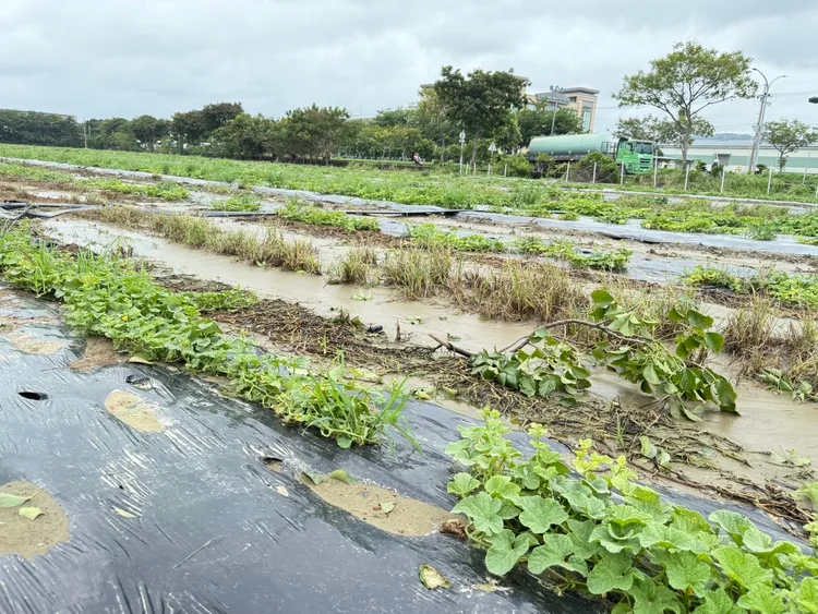 陳其邁前往岡山、梓官，地關心瓜果類與葉菜類作物的供應及受損情形。翻攝畫面