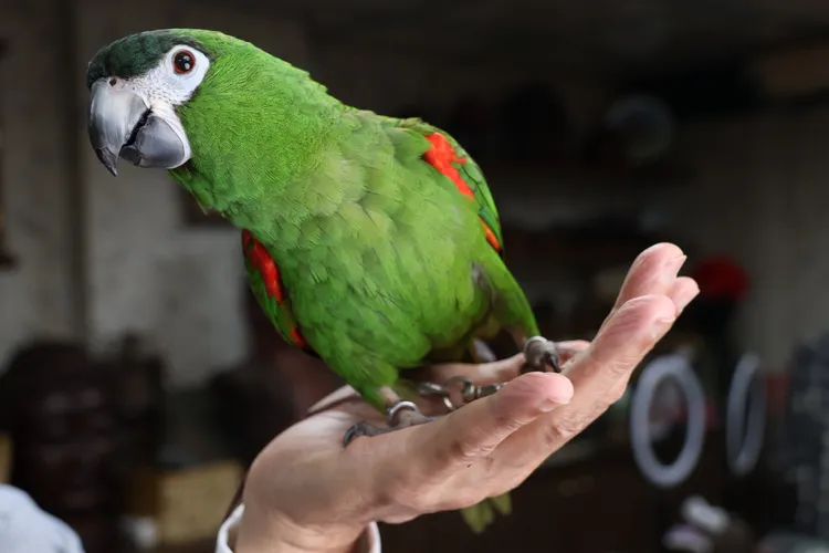 邱義榮在在小紅書、tiktok、臉書，都用「邱小咆」名字，直播時，關注牠的粉絲有將近1400多人，titolk的觀看人數甚至達到20萬人次。莊宗達攝