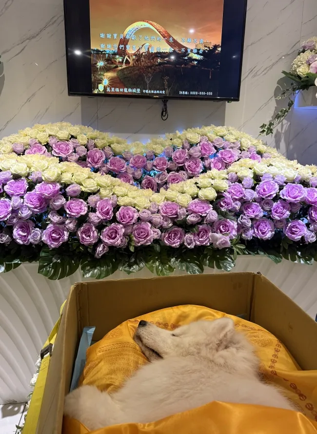 Jack對愛犬疼愛有加，雖不捨牠驟然離世，仍幫愛犬辦了一個告別式。投訴人提供
