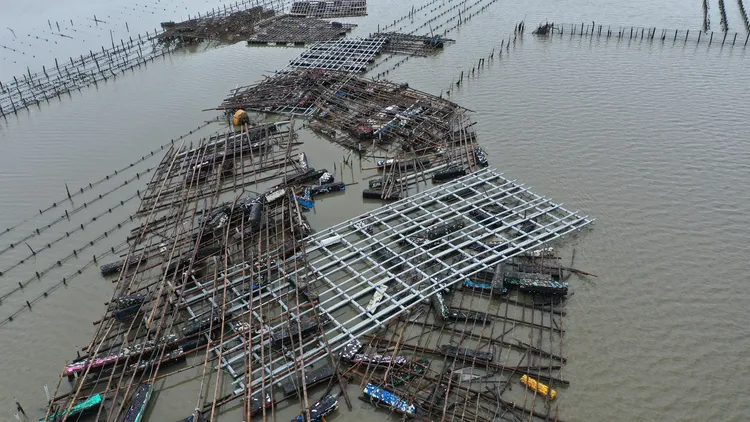 七股潟湖蚵架東倒西歪，蚵農損失慘重。林雅慧提供