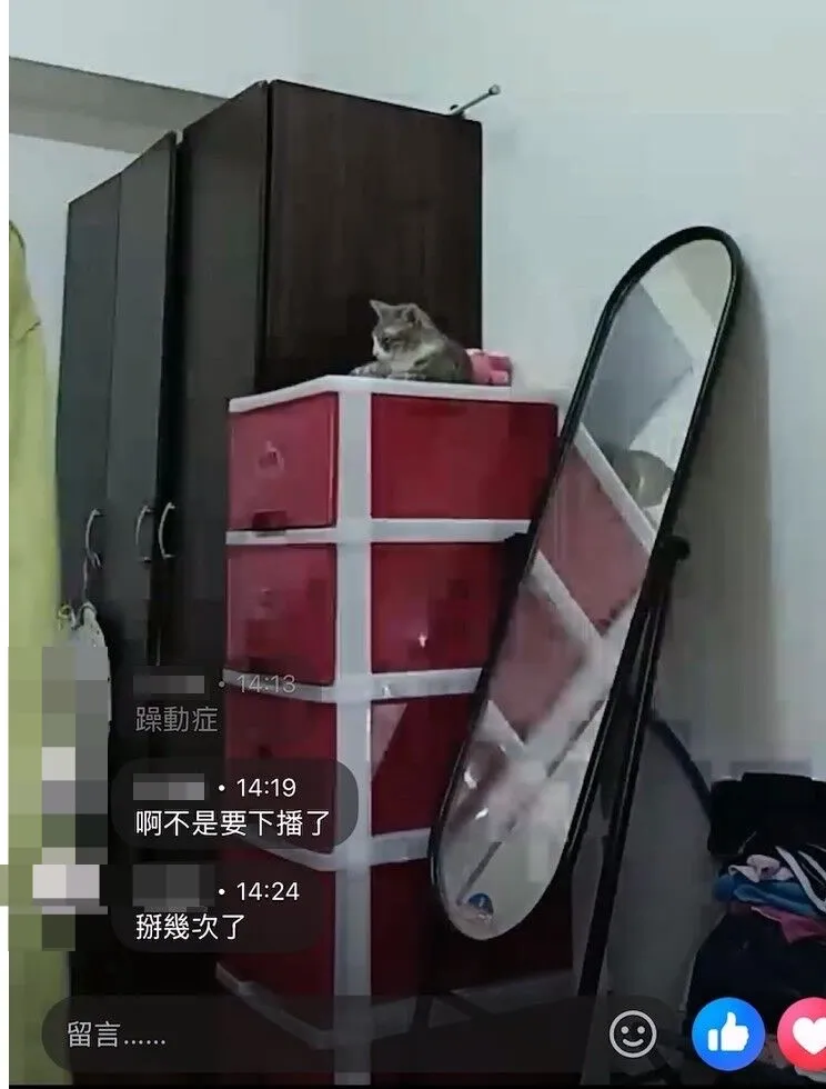 貓咪最後躲在角落。翻攝畫面