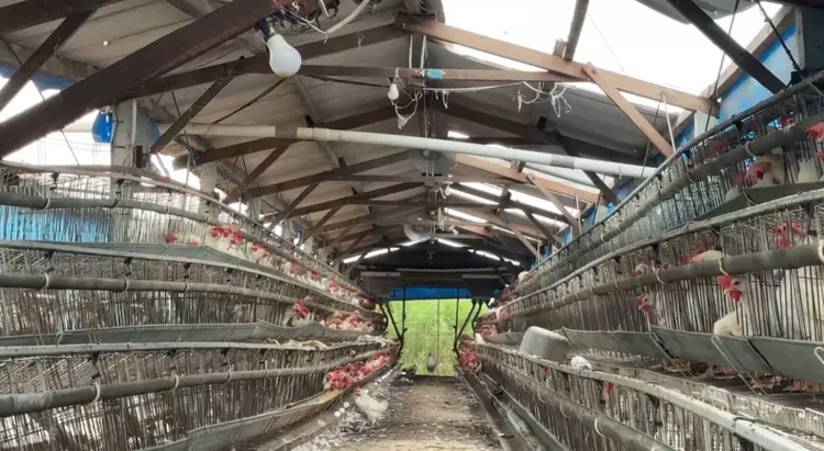 因為無人移除水泥桿，雞舍場主無法維修鐵皮屋頂，現在楊柳颱風來傷透腦筋。讀者提供