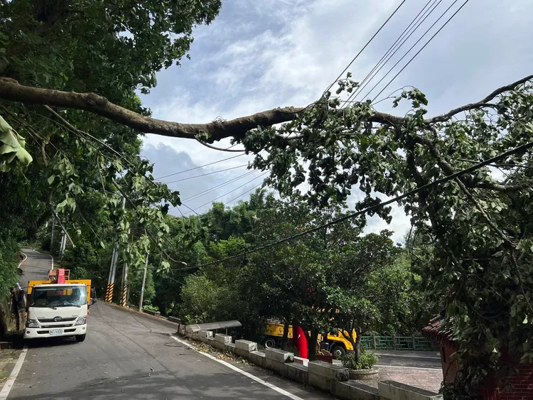 樹木遭吹倒壓斷電線。桃園區處提供