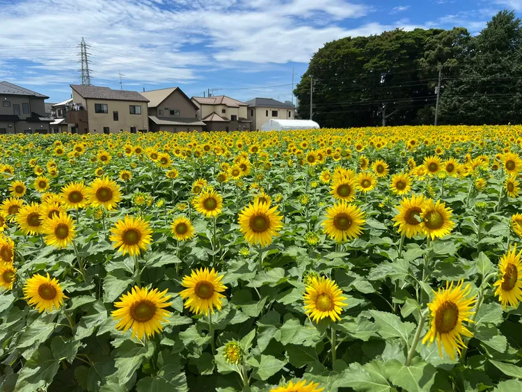 全部盛開的時候。X社群網站