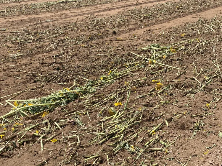 農家把所有花朵都割斷。X社群網站