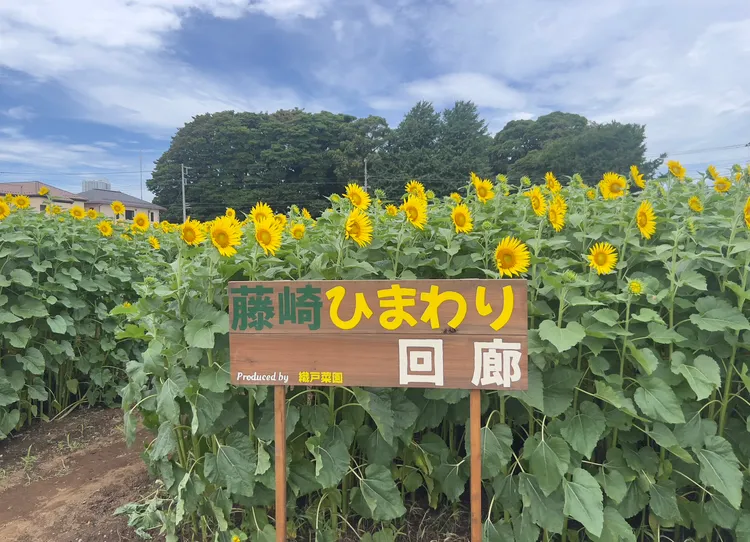 全部盛開的時候。X社群網站