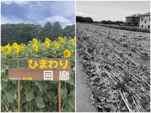 日本爆红向日葵花田变居民噩梦 「外国观光客」大军来袭一夕全变调
