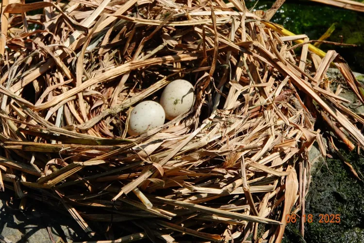 巢中兩顆白底帶斑點的蛋，正在孕育著嶄新的生命。水利局提供