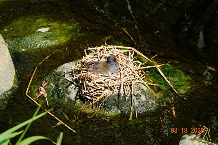 水環境巡守隊在藤寮坑溝巡查，驚喜發現一隻紅冠水雞正在溪畔築巢下蛋。水利局提供
