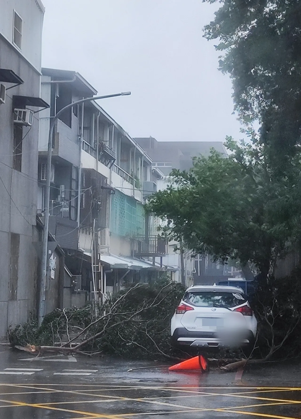 台東路樹被楊柳颱風吹倒。翻攝台東大小事臉書