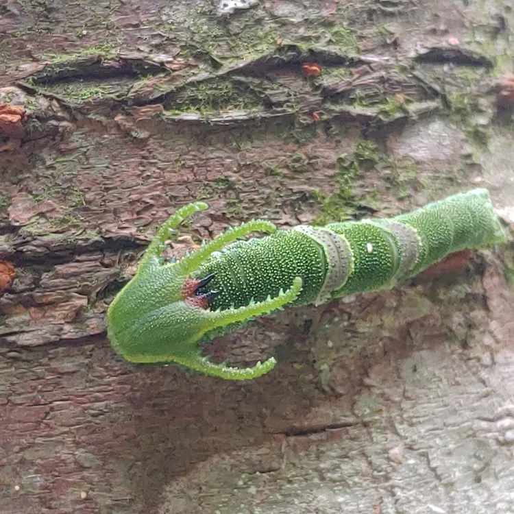 余姓女山友在陽明山發現姬雙尾蝶的幼蟲，直呼可愛到像「恐龍寶寶」。余姓女山友授權提供