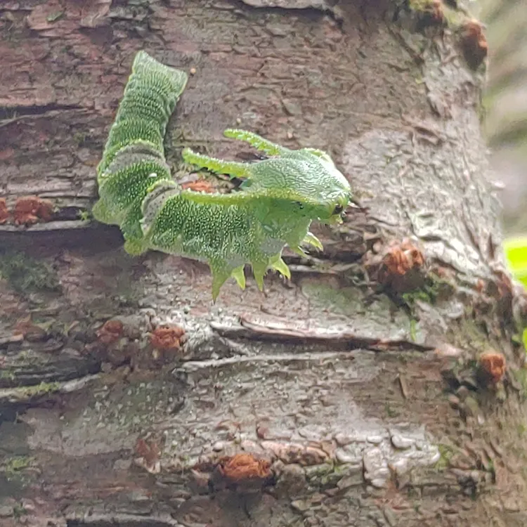 余姓女山友在陽明山發現姬雙尾蝶的幼蟲，直呼可愛到像「恐龍寶寶」。余姓女山友授權提供