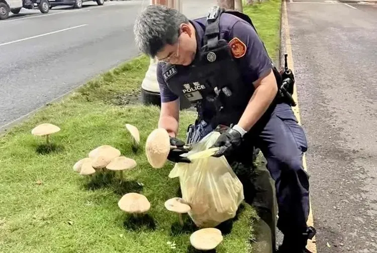 高雄鳳山區鳳南路分隔島長「綠褶菇」，警方今晨到現場拔除。翻攝畫面