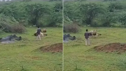 影片|天兵遊客興奮近距離拍野生雄獅進食 牠暫停用餐出動了