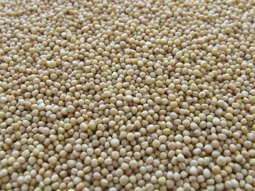 想護腦防失智? 營養師推多吃「這元素」!8種常見食物都有