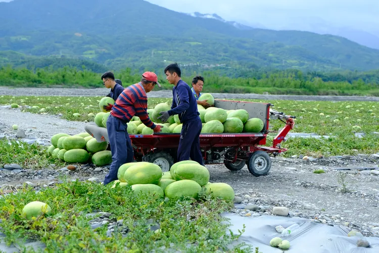 SUNMAI金色三麥以風味串連食農，推動格外品利用與釀造循環，持續實踐「喝得到的永續」，讓永續成為日常選擇。業者提供