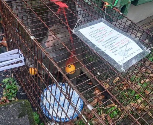 逛市場吃水果不付錢!台灣獼猴遭逮繼續呷好料 無辜模樣曝