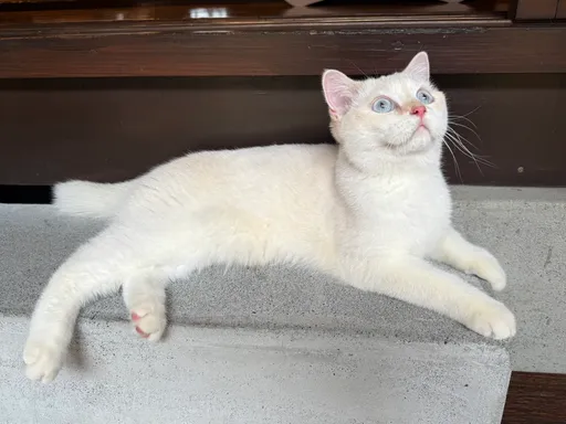 二手烟也会伤害毛小孩 猫咪「做这事」罹癌风险飙4倍