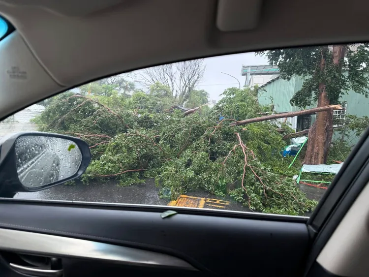 台東街道樹倒。翻攝自台東大小事社團