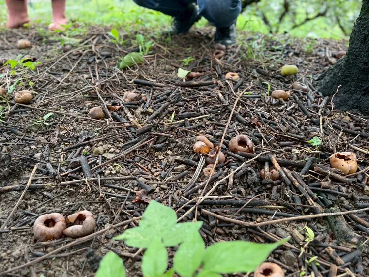台中山城甜柿落果嚴重。江啟臣服務處提供