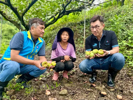 台中大雨重创果园!甜柿剩不到一半 江启臣勘灾吁全品项救助