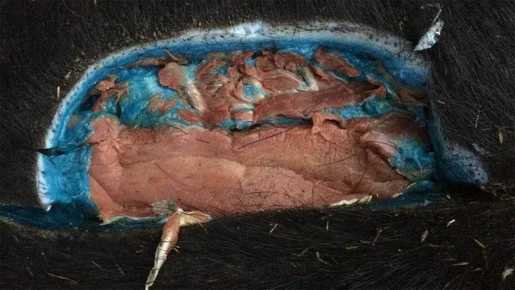 藍色疑似是誤食滅鼠藥所造成。翻攝自X