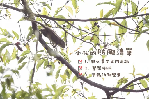 楊柳颱風來襲 「這3天」民眾勿前往山區!森林園區將休園