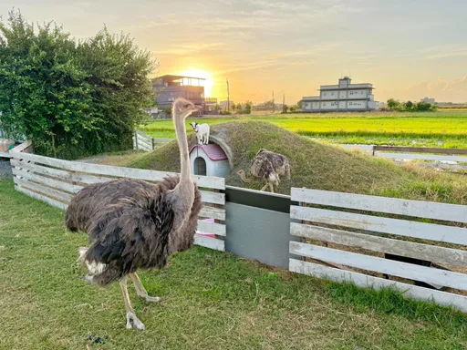 颱風夜鴕鳥「罔市公主」馬路狂奔 被抓後現況曝!食慾超好