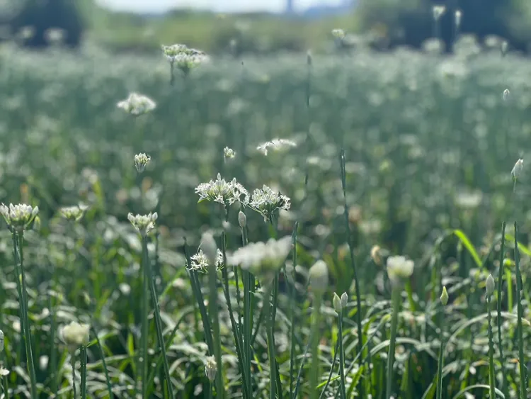 大溪韭菜花盛開。大溪警分局提供