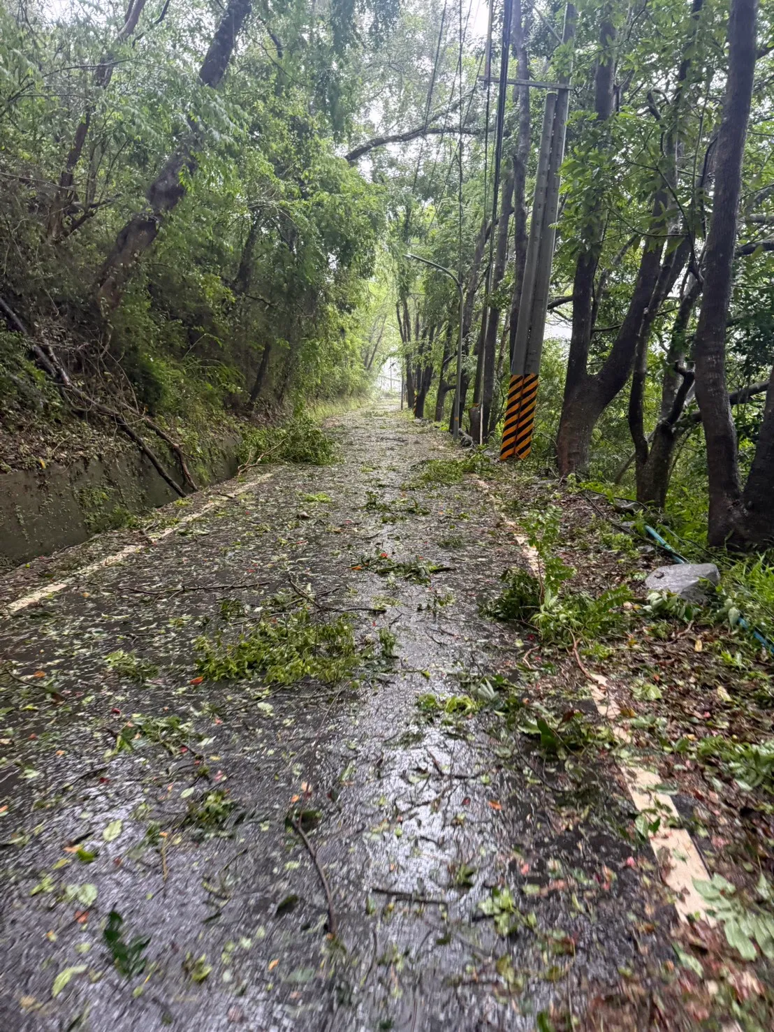 桃源区山区道路满是树木断枝落叶。读者提供