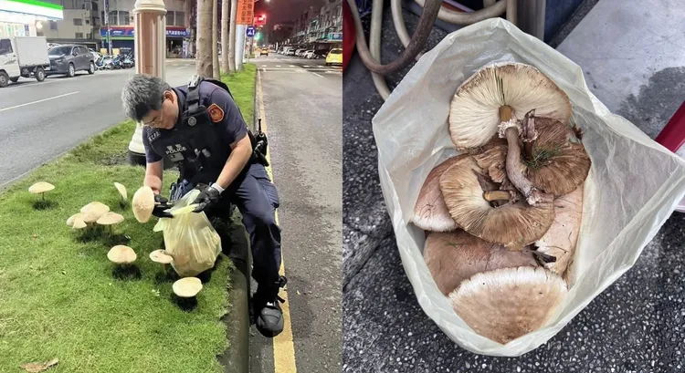 警方怕造成危險拔除，該菇類為有毒的「綠褶菇」。翻攝畫面