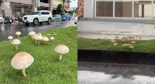 有毒!高雄暴雨下到「分隔島長巨大香菇」 警方出手了