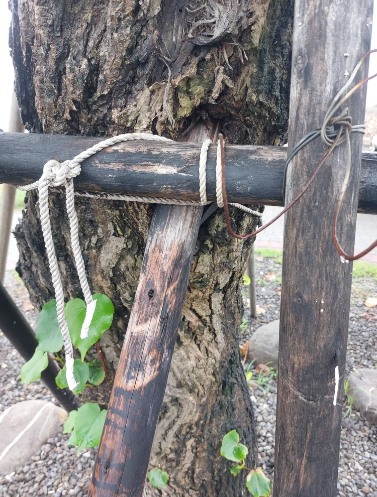 稍早施作的支撐木架插進樹幹。凃建豐攝