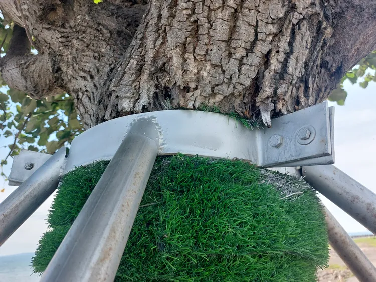 不鏽鋼架支撐鋼圈掐陷樹皮，嚴重威脅「市境之南樹」健康。凃建豐攝