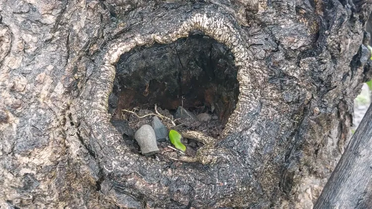 「市境之南樹」有一樹洞極深，不少螞蟻進進出出，令人怵目驚心。凃建豐攝