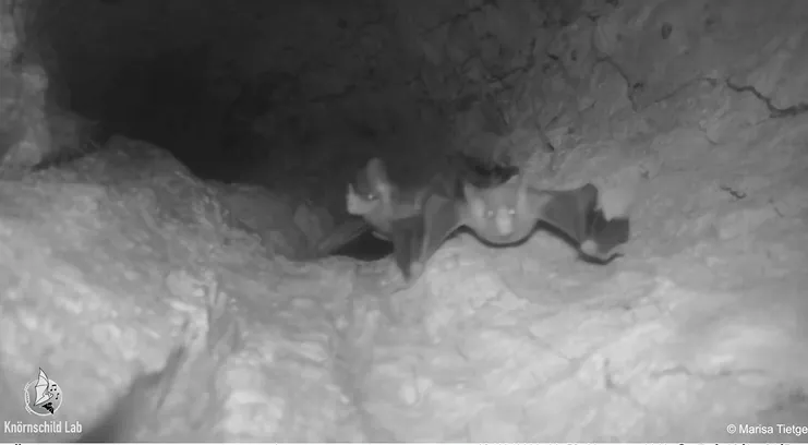 研究員稱蝙蝠在玩耍。Marisa Tietge, CC-BY 4.0