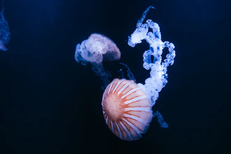 巨大身形的南美洲海刺水母。台中海洋館提供