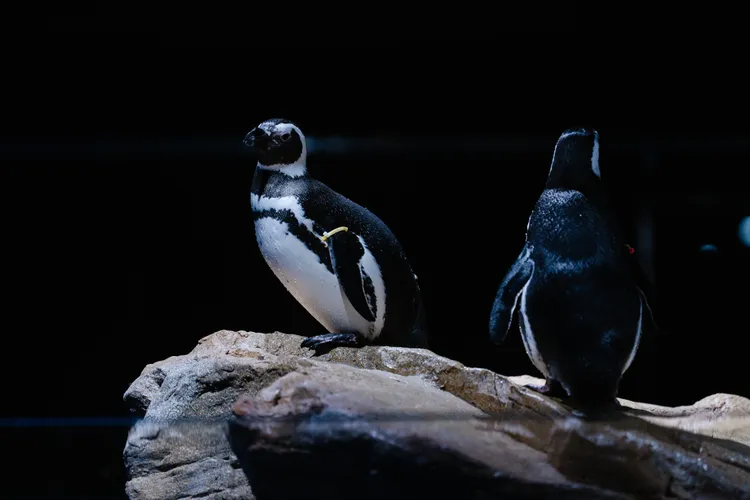 國內首見的企鵝開放式展示缸，讓遊可以站在觀景平台近距離觀察麥哲倫企鵝互動行為。台中海洋館提供