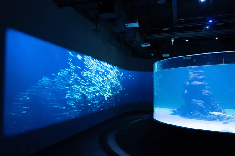 360度的全透明無邊際鯊魚展示缸，結合沉浸互動投影，重塑遊客的視覺感官。台中海洋館提供