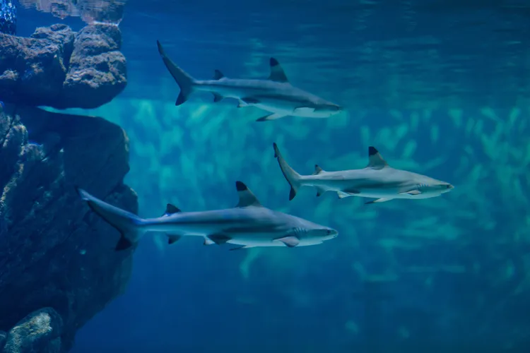 鯊魚猶如漫游於幽藍深海中，參觀的民眾恍若潛行於大海中與其伴游。台中海洋館提供
