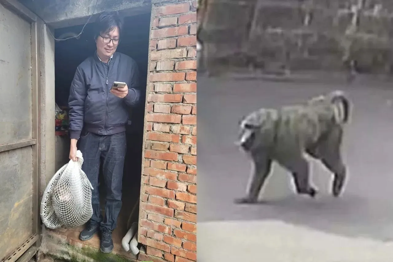 东非狒狒逃窜(右图)遭枪杀,桃园地院认定农业局徐姓技工乱下令射杀判刑8月,图为当时农业局专门委员(左图)将已中弹的狒狒携出屋外。资料画面