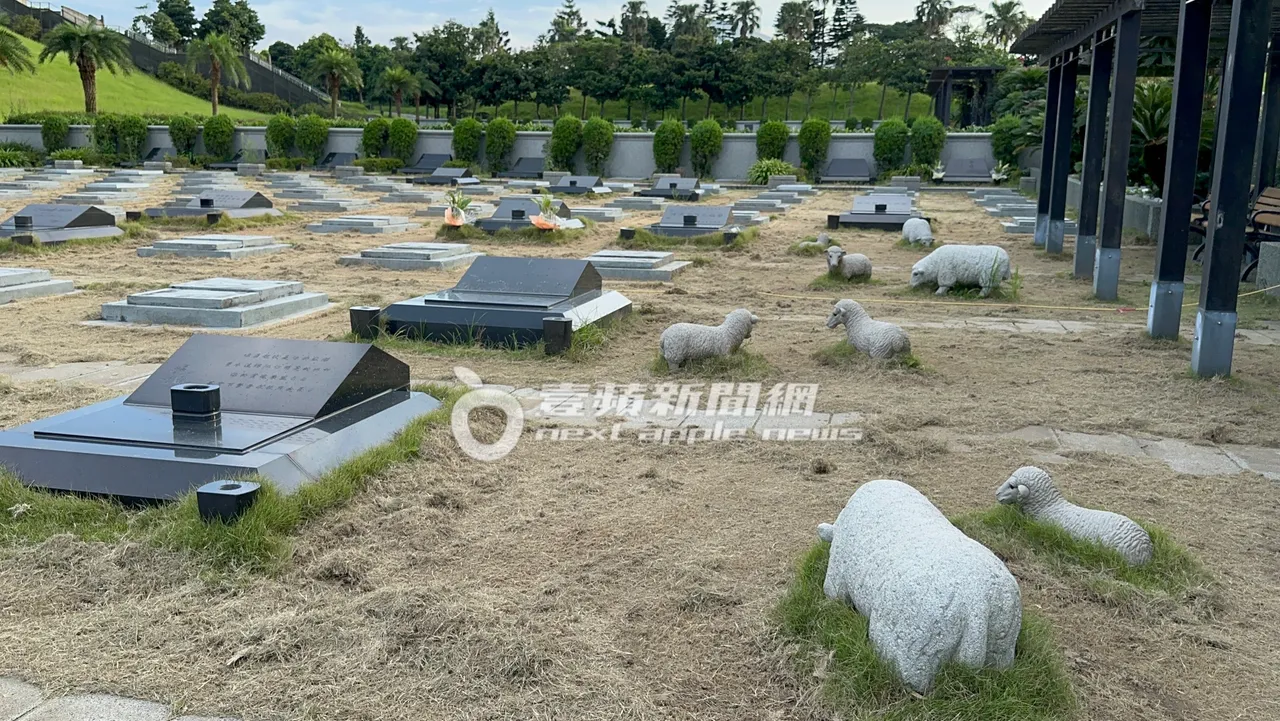 永远的「杉菜」大S墓地草原上,还有小绵羊群陪伴左右。特勤中心摄