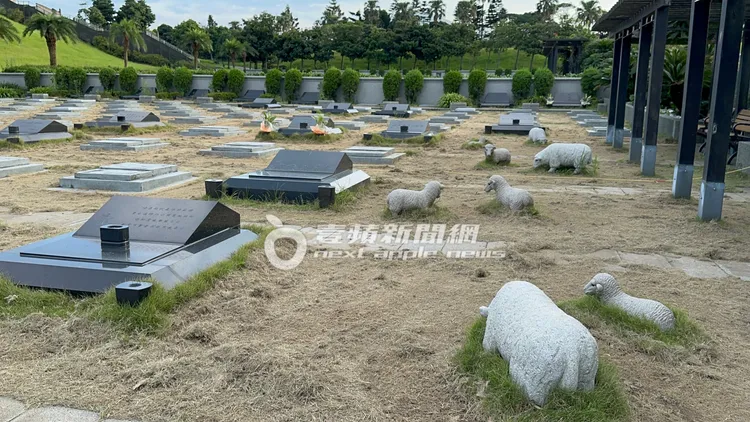 永遠的「杉菜」大S墓地草原上，還有小綿羊群陪伴左右。特勤中心攝