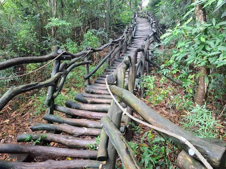大坑1號步道開放通行。市府提供