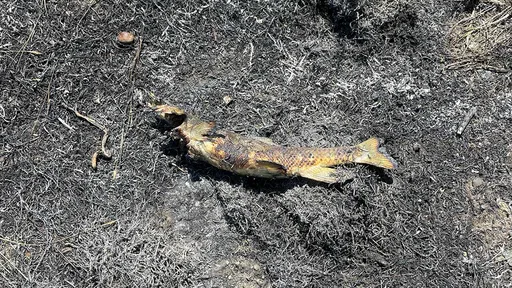 林地「縱火」害停電 消防隊認證:兇手是魚鷹、工具是條魚
