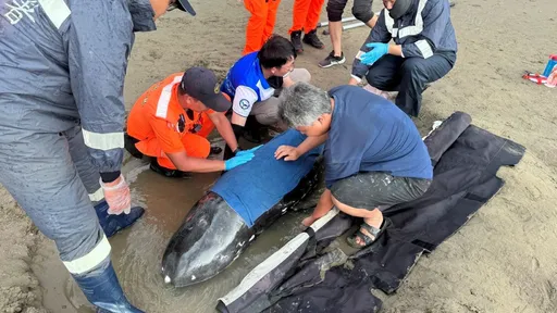 屏东车城海口沙滩惊现「瑞氏海豚」搁浅 海巡弟兄即刻救援