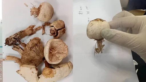 全台雨季毒菇大爆發 毒物專家警告:誤食恐致命
